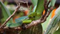/album/popeia-fucata/popeia-fucata3web-jpg/